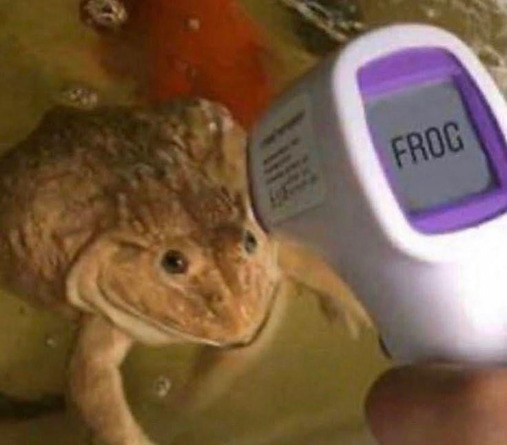 Serious frog reviewing growth charts