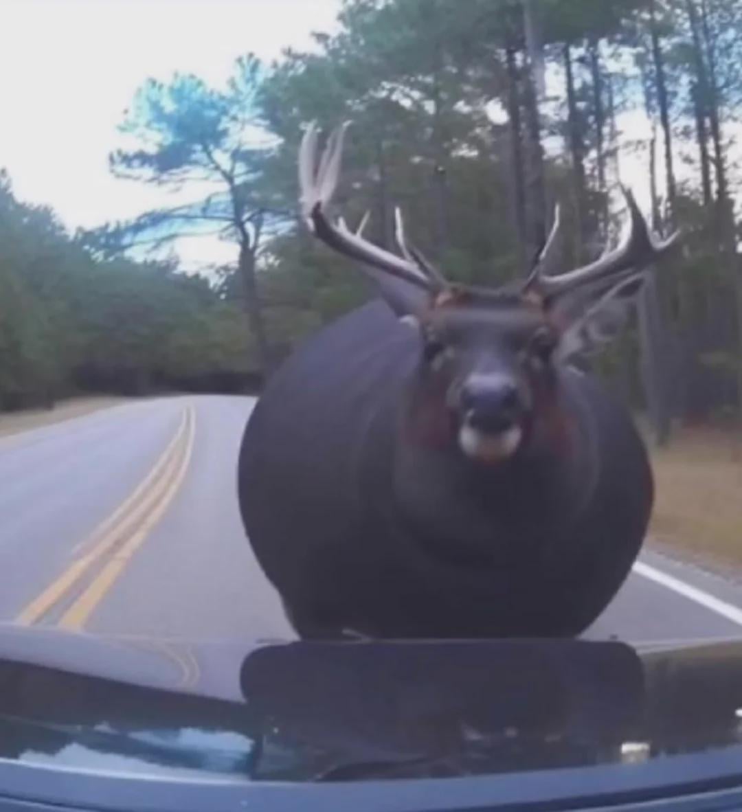 Henlo puppy greeting new clients