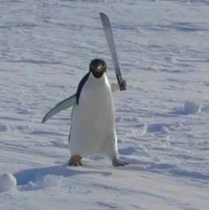 Majestic penguin pitching a startup