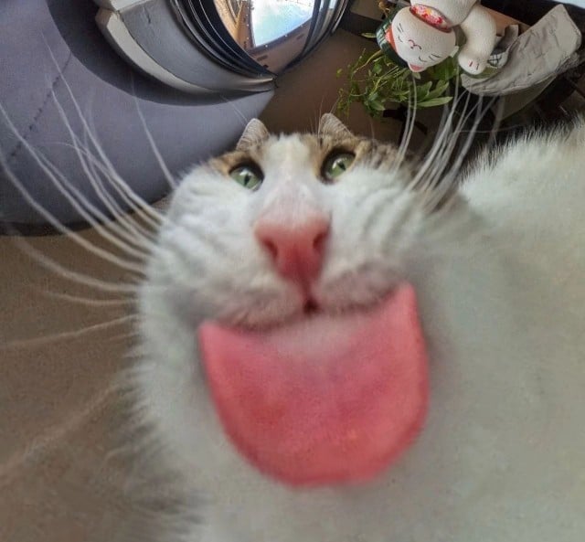 Silly cat celebrating a product launch